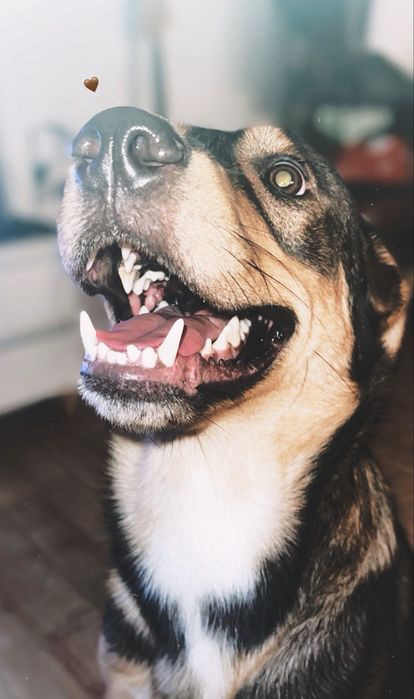 Adopção de cão urgente