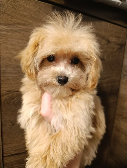 Piękna dziewczynka Maltipoo xxs