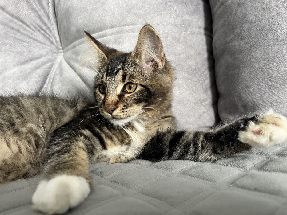 Котик Мейн-кунчик
