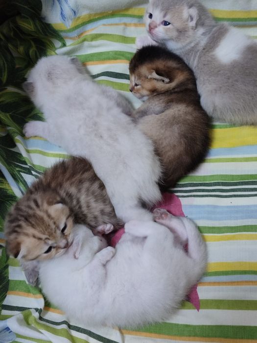 Кошенята до бронювання