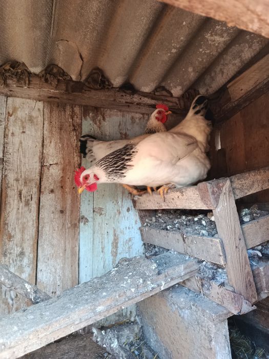 Инкубационное яйцо обычных курей