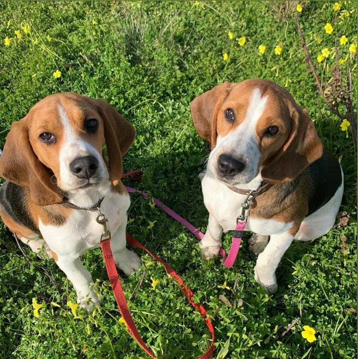O Duo de Beagles (A Alegria)