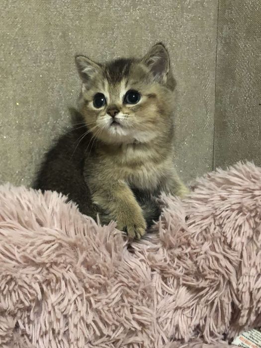 Котик золотої шиншили