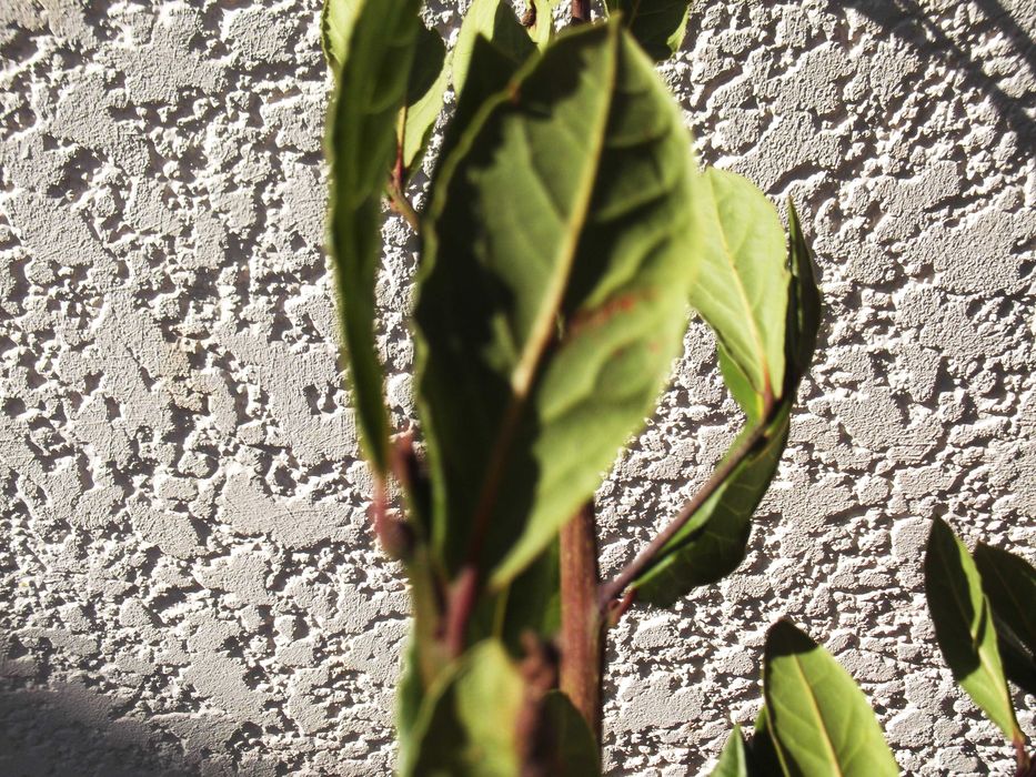 Folhas de Louro - Loureiro