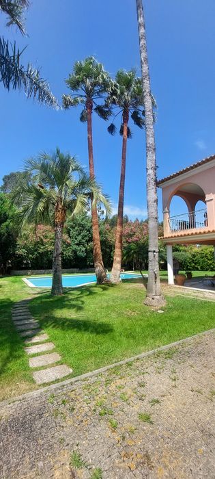 Corte, Abate e Limpeza de Árvores de Grande Porte e Palmeiras | Arborismo | Aveiro, Coimbra e Viseu