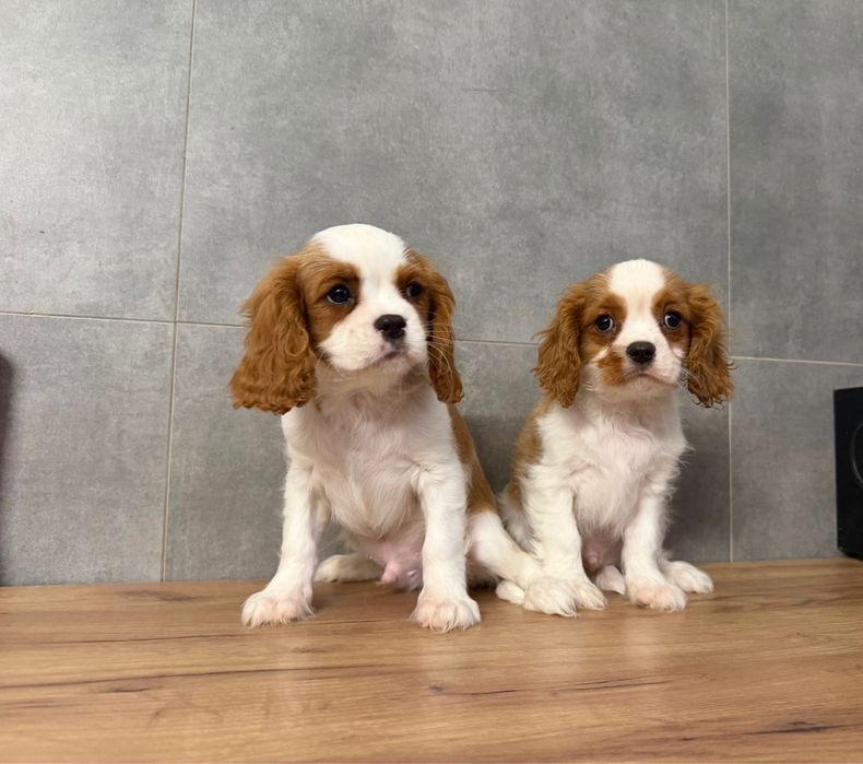 Cavalier King Charles Spaniel z rodowodem