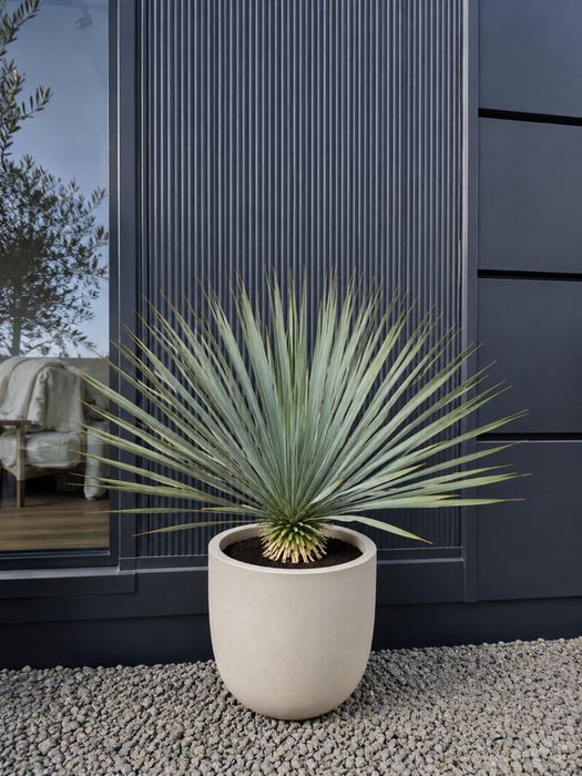 Juka Rostrata Yucca Rostrata. Ok.70cm-80cm