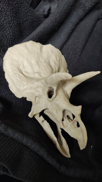 Triceratops czaszka wydruk 3d