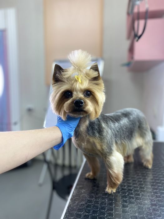 Услуги груминга, стрижка собак и котов (Клочко-6)