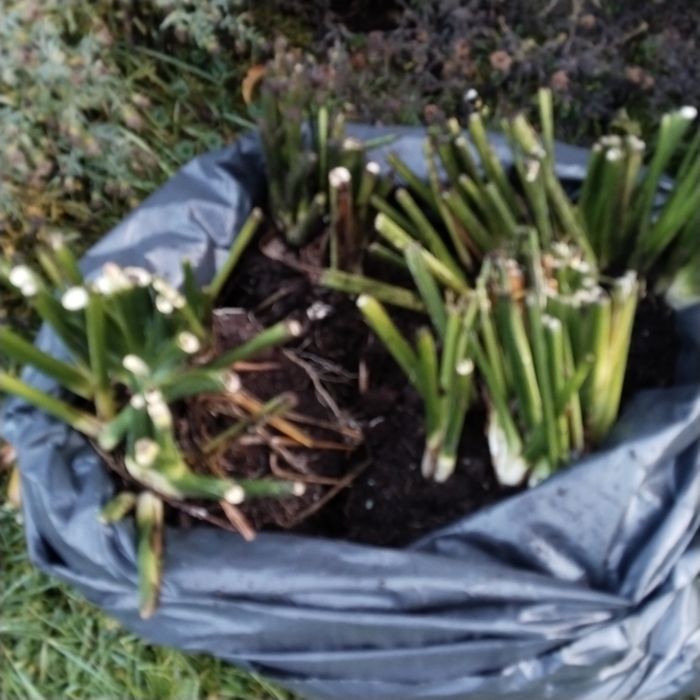 Квіти для   бару