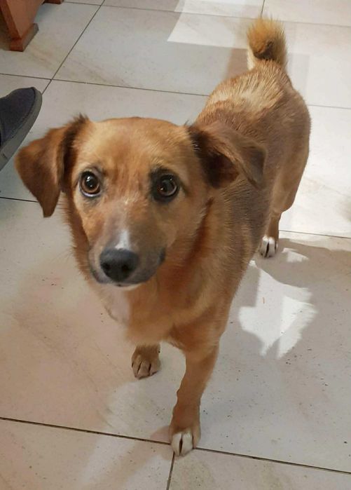 Cudna, kochana, malutka, przytulasna, bezdomna sunia szuka domku