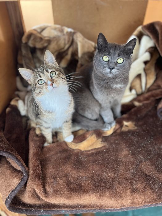 Пепельный мальчик 5-6 мес