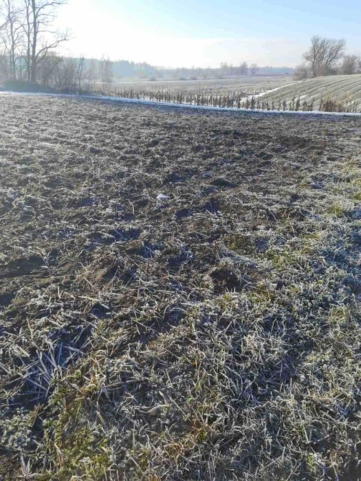 продаж земельної ділянки сільськогосподарського призначення
