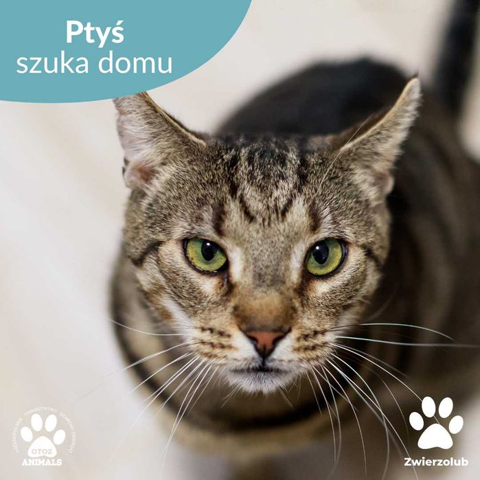 Puchaty kot Ptyś do adopcji!