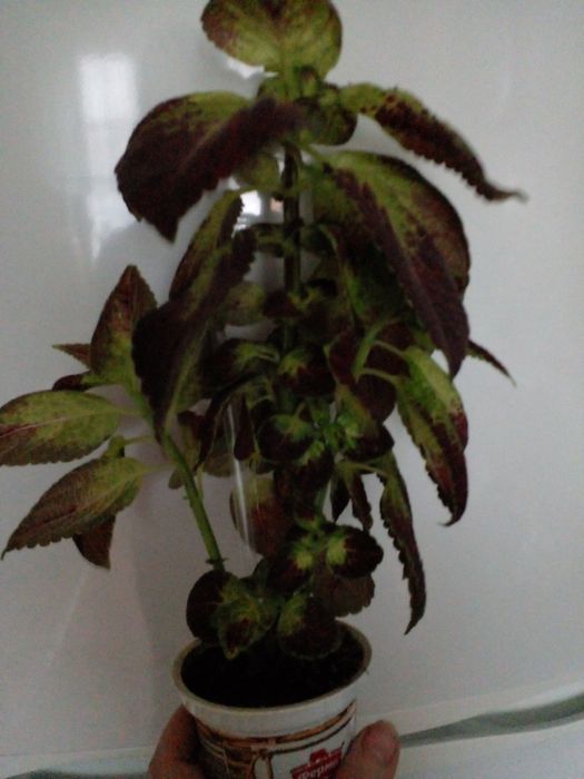 Колеус , дорослий вазон.