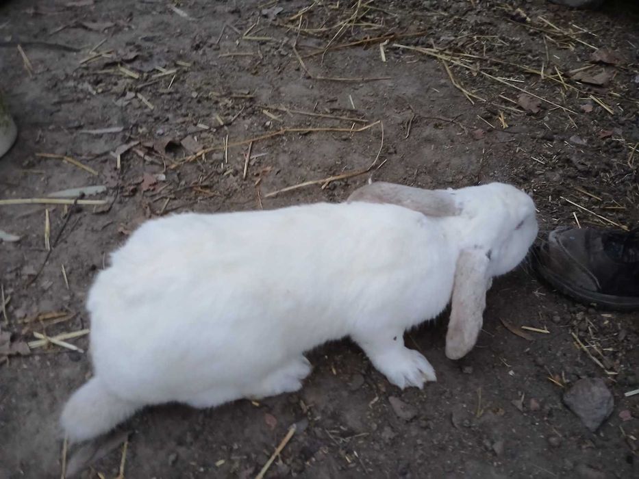 ..Продам  Кролів