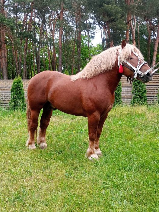 Sprzedam Ogiera.