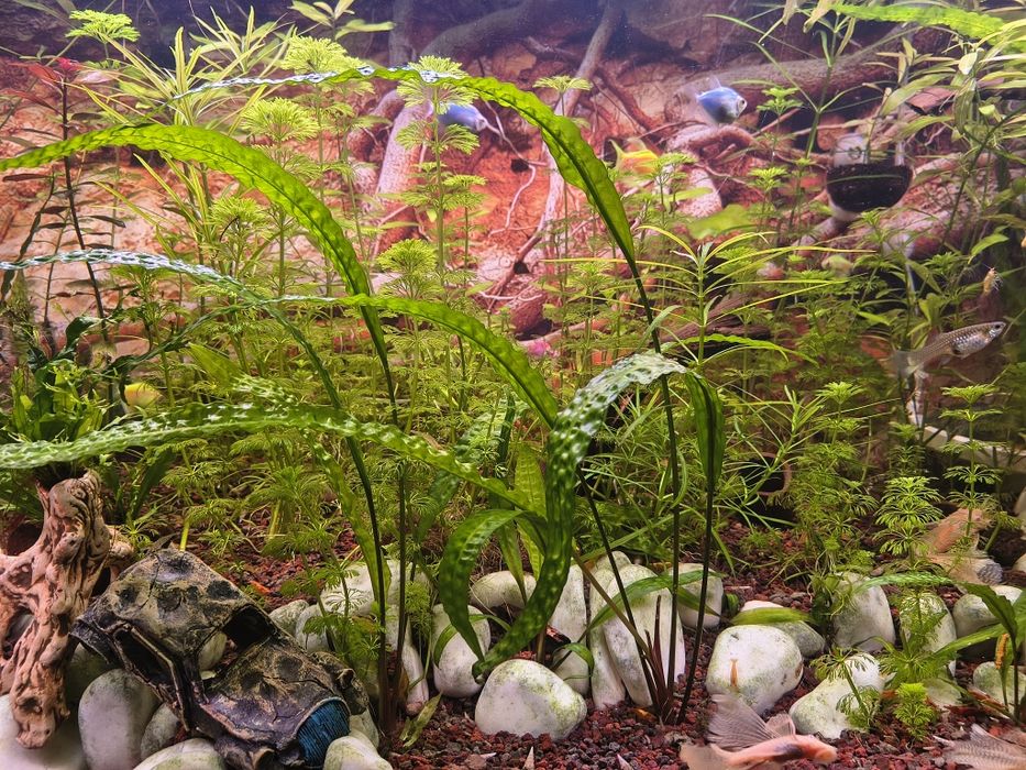 Sprzedam rośliny akwariowe z nadwyżki