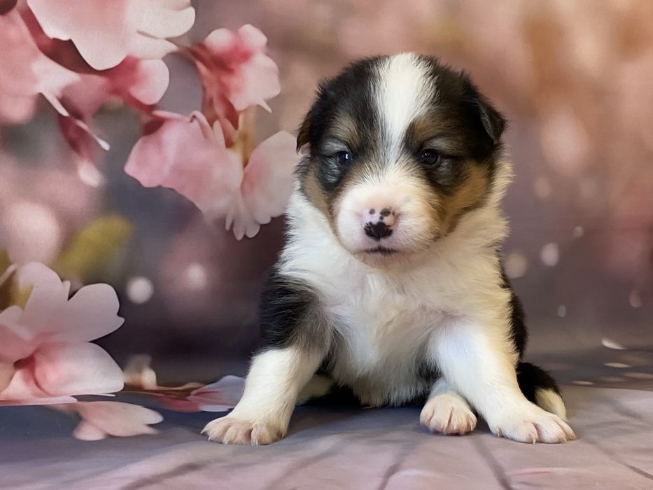 Border Collie chłopiec ARES