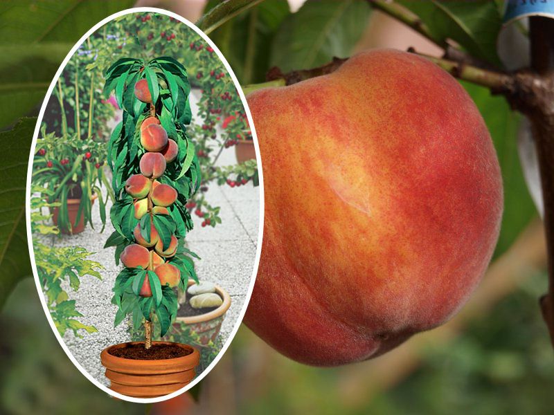 Brzoskwinia kolumnowa, drzewka owocowe, brzoskwinie - Inka, saturn