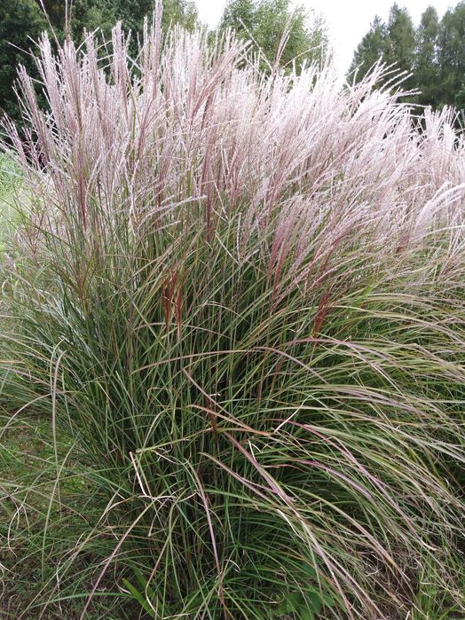 Miskant chiński KLEINE SILBERSPINNE doniczka 1,5l - ZESTAW 4 SADZONEK