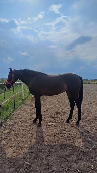 Sprzedam klacz Polski kon sportowy