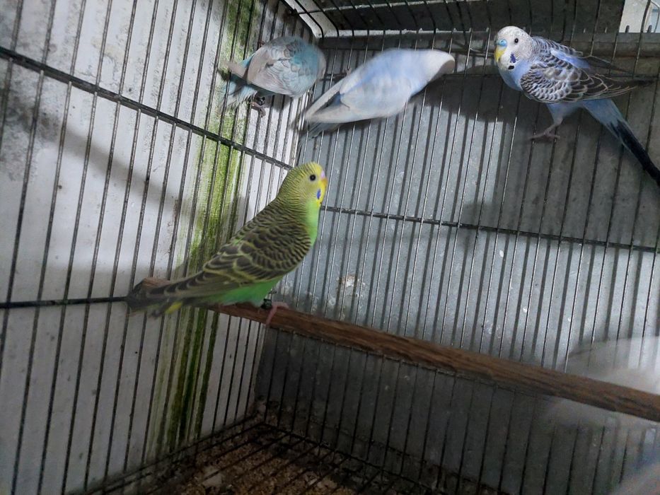 Periquitos australiano