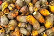 продам буряк кормовий