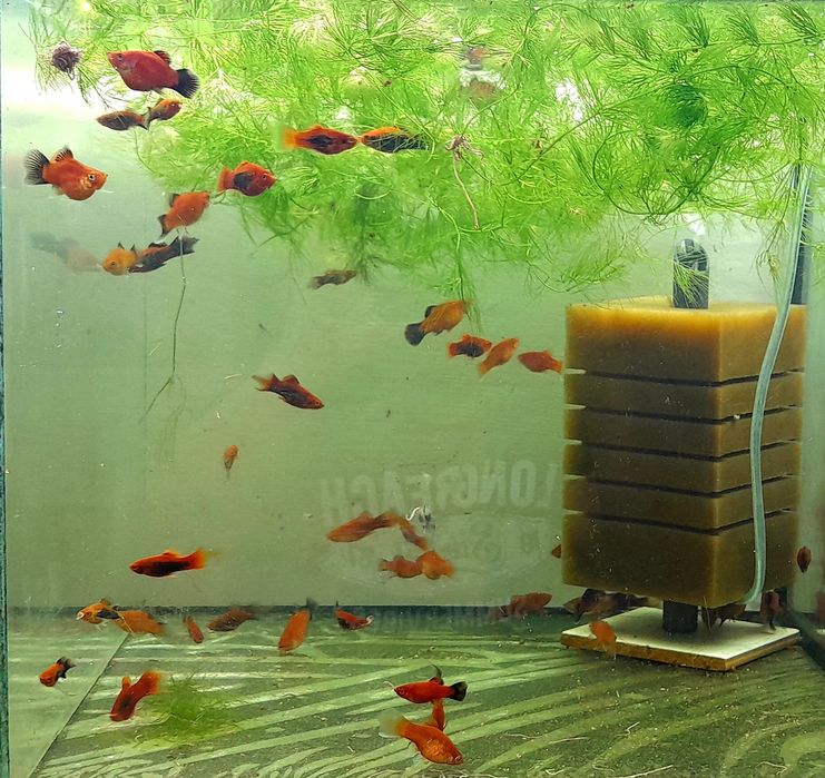 Пецилія акваріумна рибка