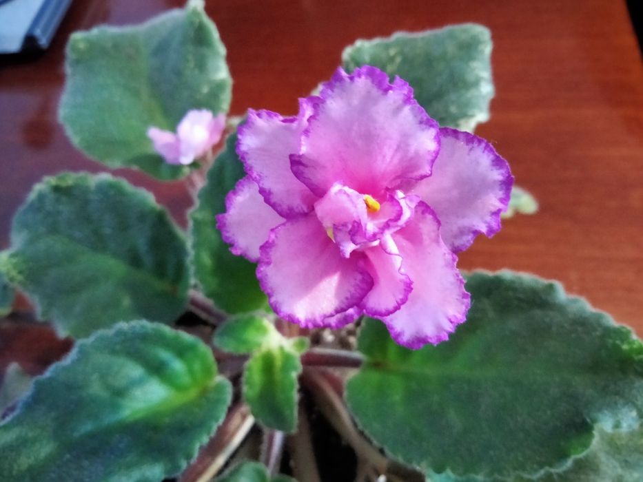 Фіалка з квіточками  кімнатна