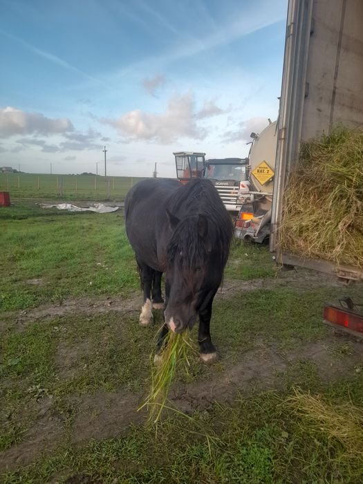 Sprzedam konie zimnokrwiste