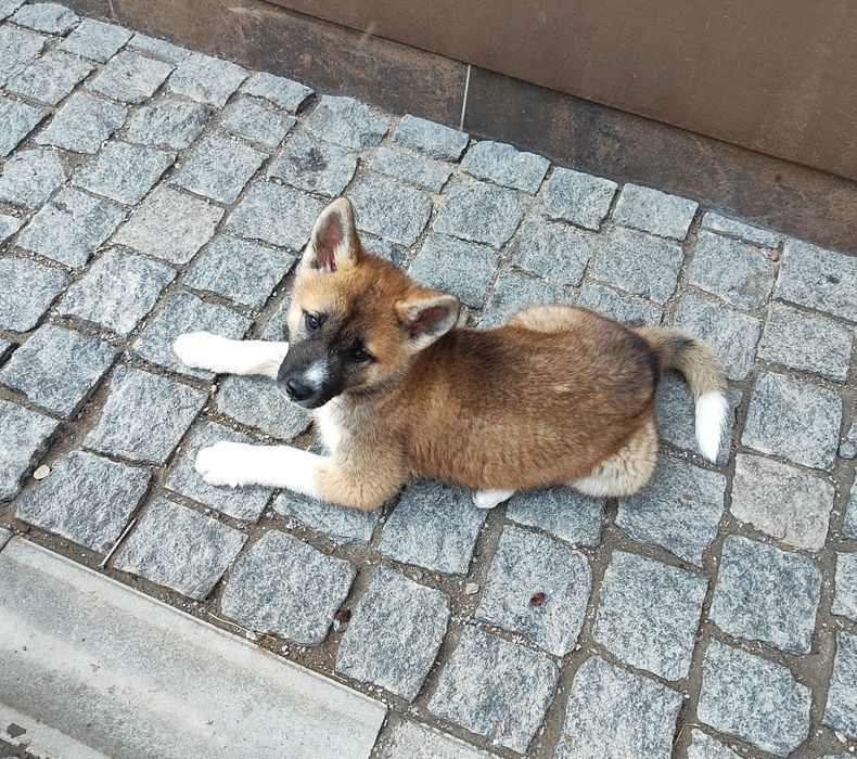 Дівчинка! Хлопчик ! Є у продажу