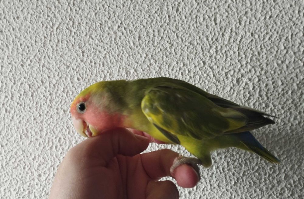 Agapornis roseicollis domesticado 2024 arlequim