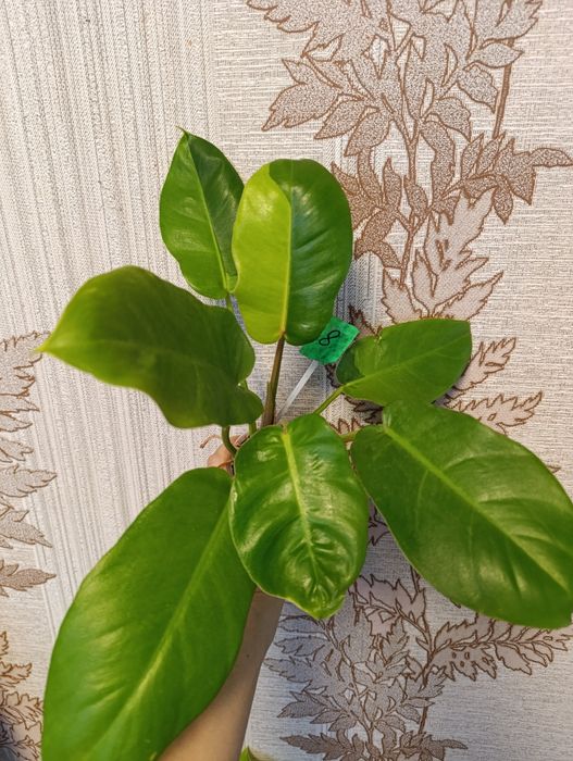 Филодендрон різні сорти