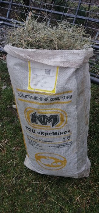 Декоративні висловухі (міні) баранчики