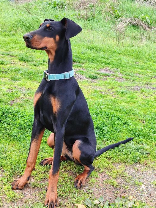 Cadela jovem do tipo Dobermann procura lar responsável