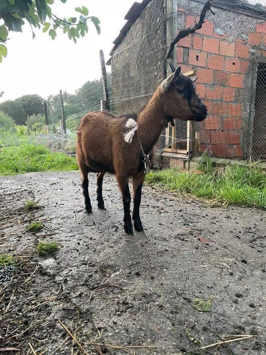 Cabra anã nigeriana (1 ano) – ainda a dar leite