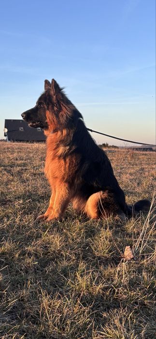 Owczrek niemiecki długowłosy fci