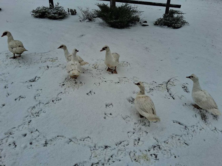 Мускусні індокачури і індокачки на племя