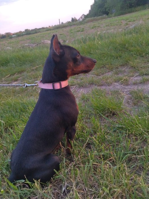 Цвергпінчер, міні доберман, КСУ,в'язка.