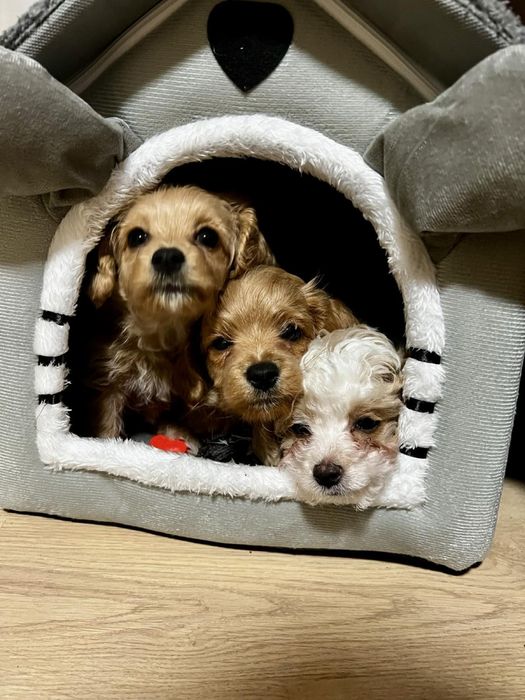 Цуценята Мальтипу