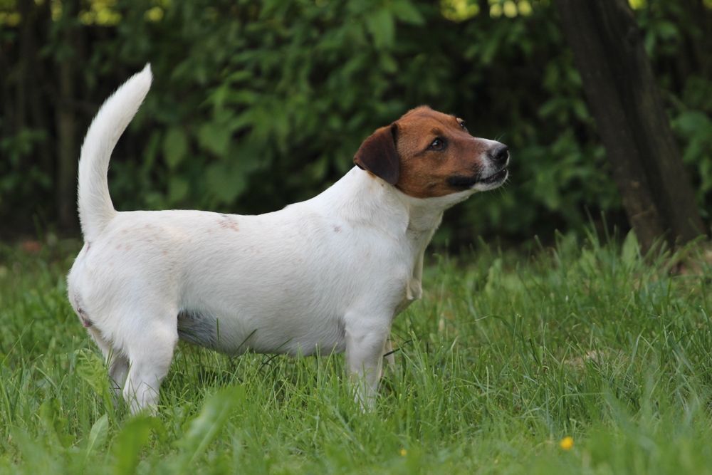 Suczka Jack Russell Terrier