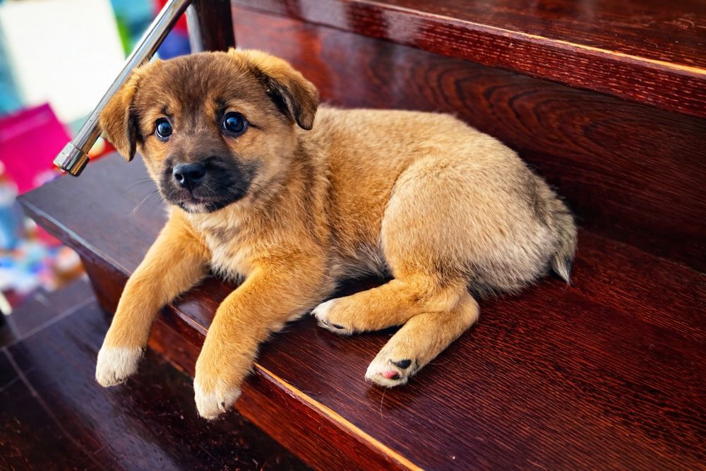 Przeurocza suczka szuka kochającego domu!