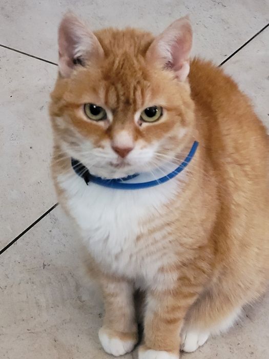 Ruda kotka do adopcji.