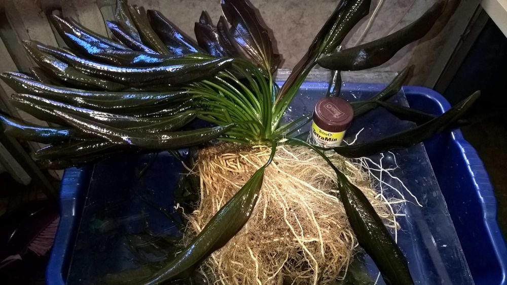 Эхинодорус Барта,