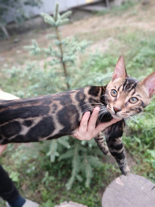 Шоу класс бенгал 4,5 мес