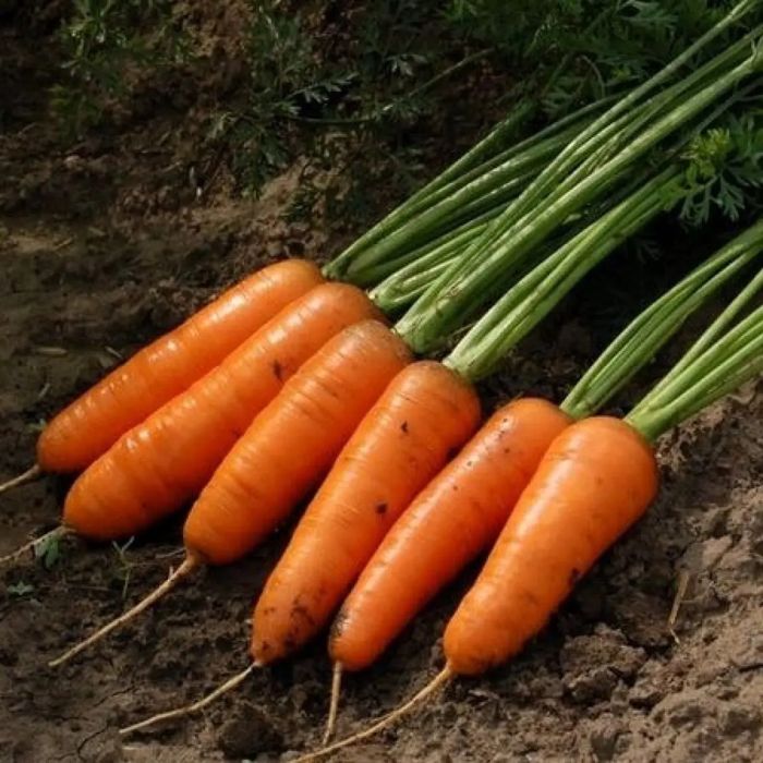 Насіння Моркви 1.8 - 2.0 КАСКАД F1 CASCADE F1 Семена Моркови
