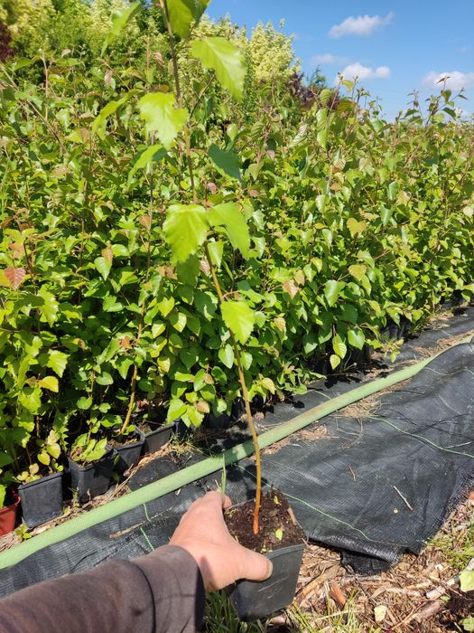 Brzoza doorenbos sadzonki w 3l doniczce  45 zł  w p9  -12 zł