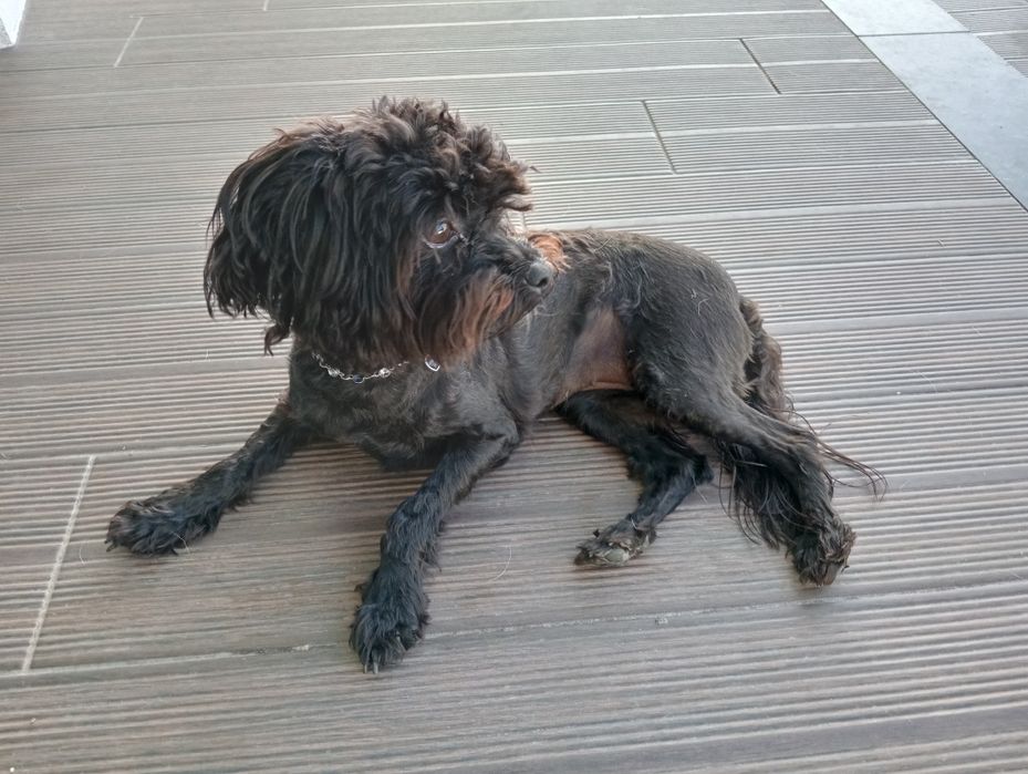 0. Cadela pequena preta