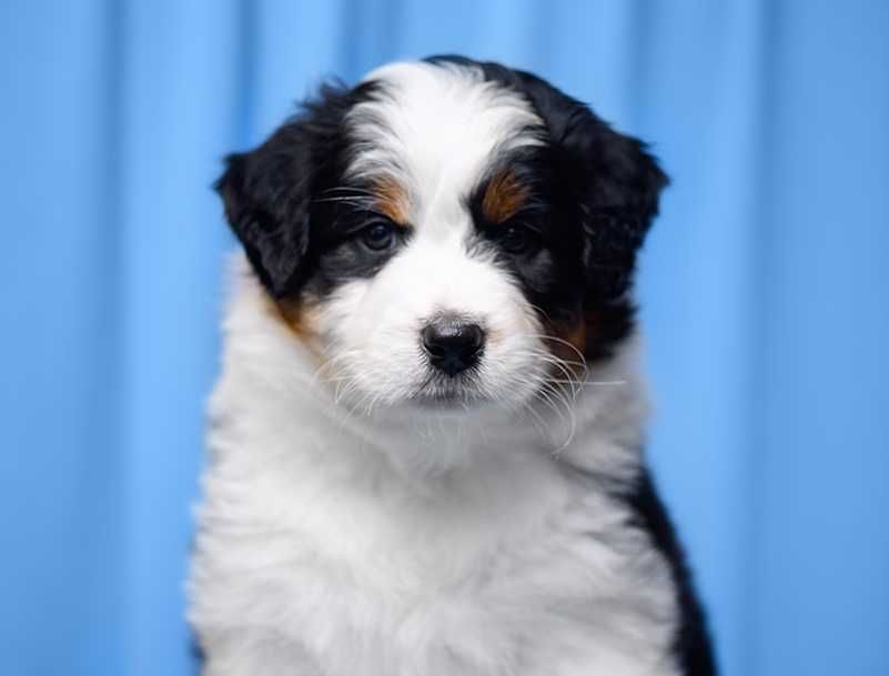 Owczarek australijski typ amerykański - Dziewczynka MINORI